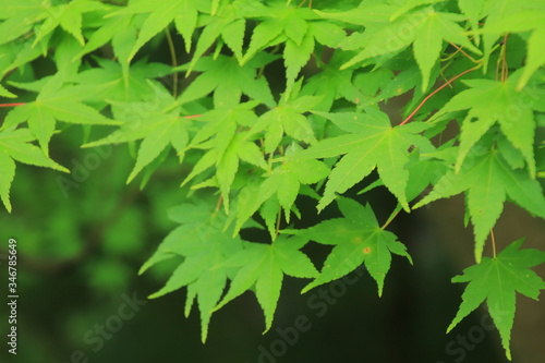 鮮やかな青紅葉