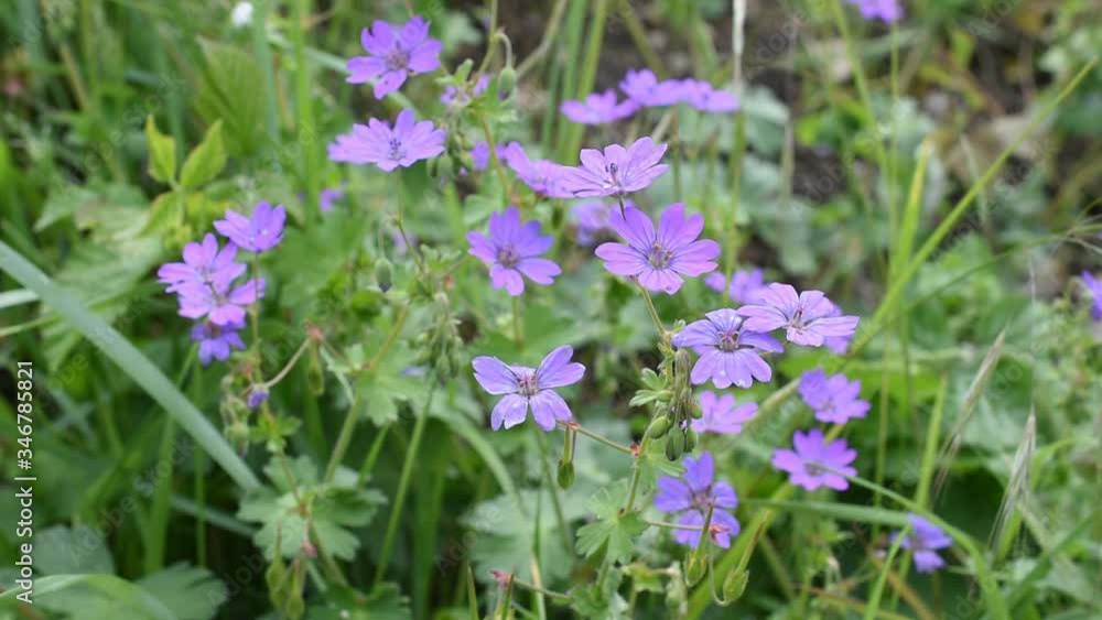 Small purple flowers in the field Small purple flowers in the field