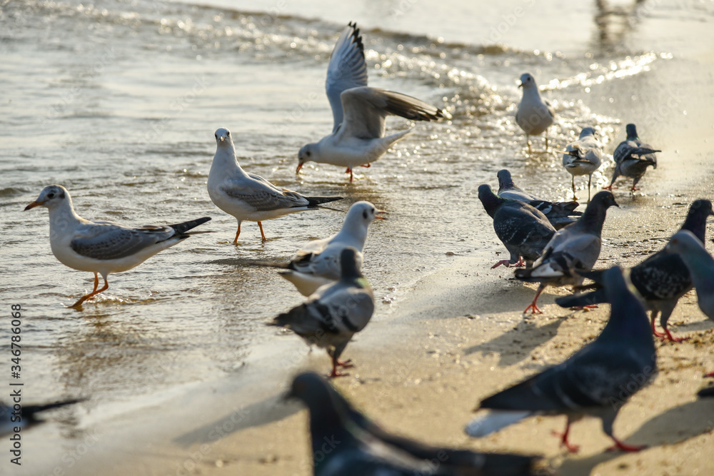 Fototapeta premium Seagulls at Haeundae Beach, Busan, South Korea, Asia