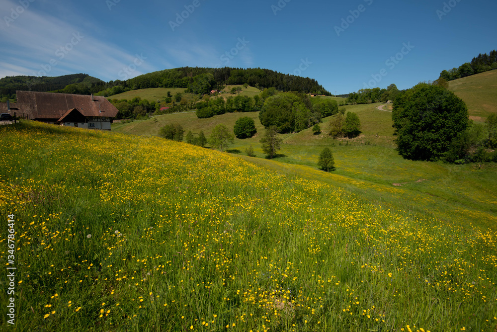 Frühling bei Prinzbach nahe Biberach im Schwarzwald