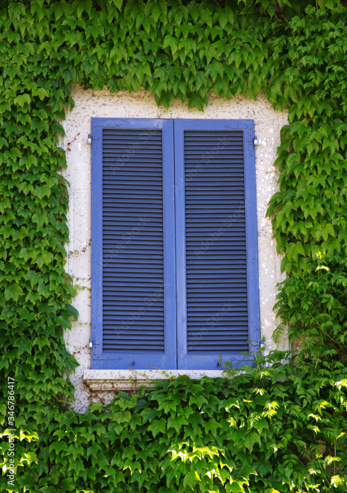 Closed window with blue shades and green ivy Closed window with blue shades and green ivy