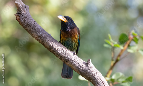 The Great Barbet (Psilopogon virens) bird perching on tree branch photo