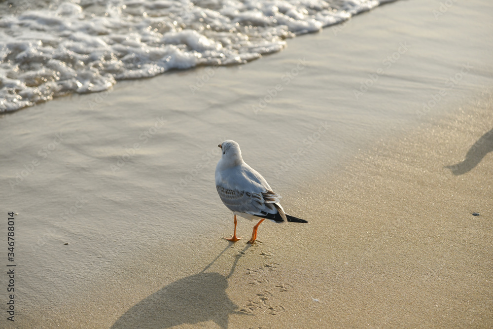 Seagull walking under dusk in Haeundae Beach, Busan, South Korea Asia. Seagull walking under dusk in Haeundae Beach, Busan, South Korea Asia.
