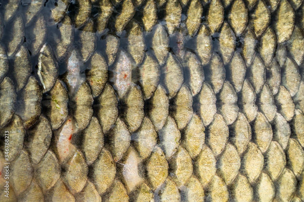 close up of fish scales close up of fish scales