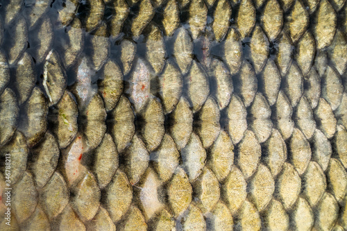 close up of fish scales