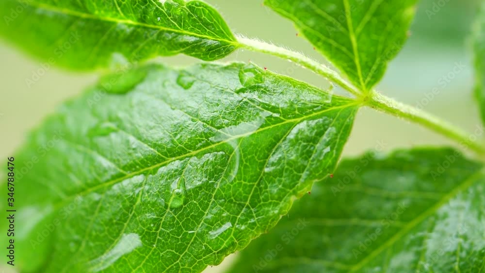 Green leaf with dew drops Green leaf with dew drops