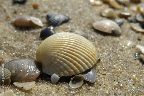Beach background with shells, photo with shallow depth of field.