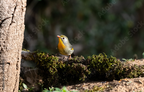 Red-billed leiothrix bird with open wings on tree branch photo