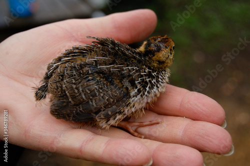 quail chicken on hand