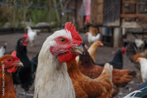 free range chickens