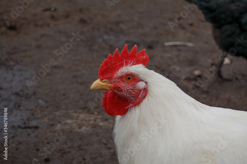 rooster in the farm