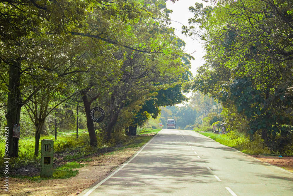 Naklejka premium droga w lesie