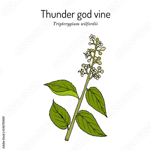 Thunder god vine Tripterygium wilfordii , medicinal plant