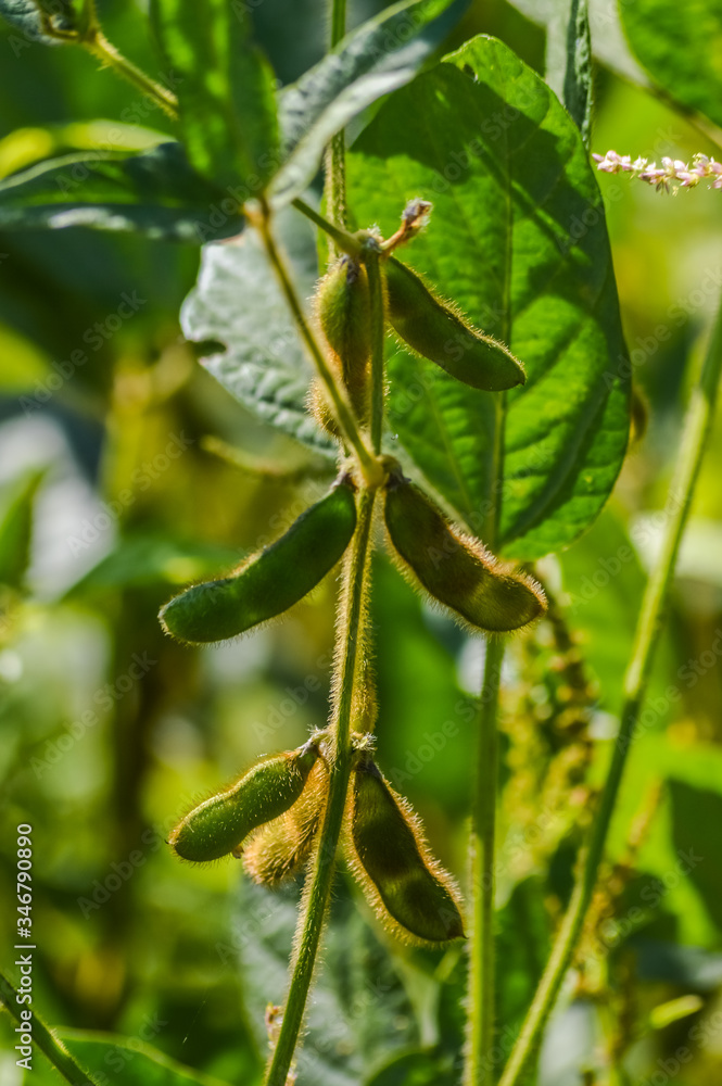 Green soybeans and leaves close up Green soybeans and leaves close up