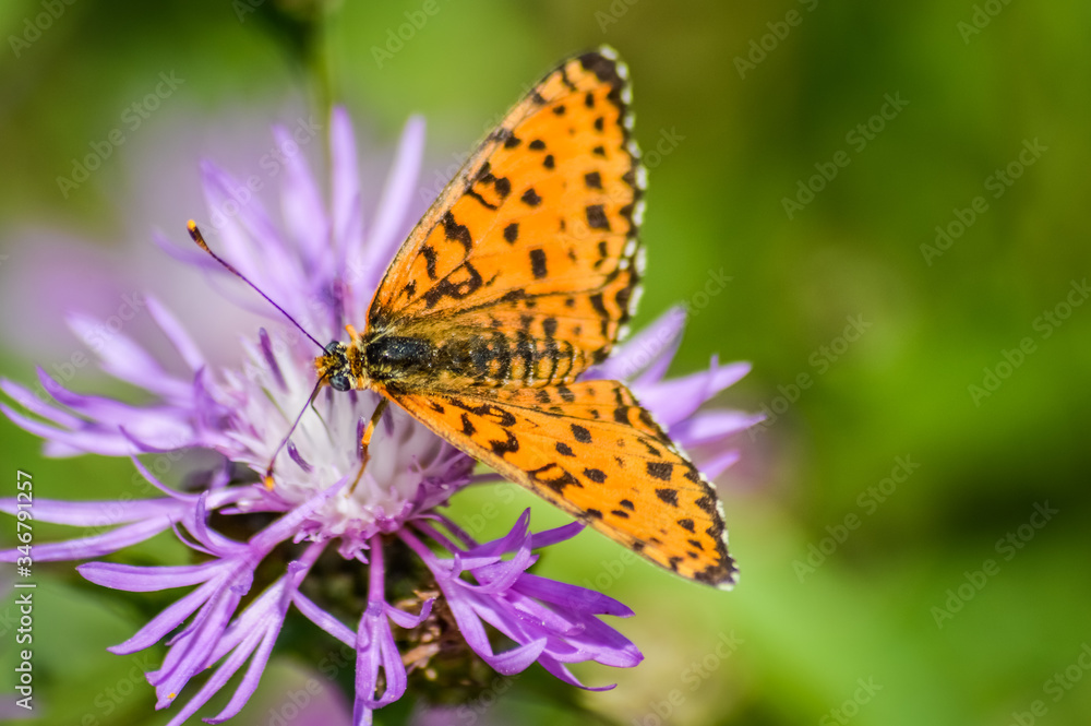 high brown fritillary on purple cornflower - Fabriciana adippe high brown fritillary on purple cornflower - Fabriciana adippe