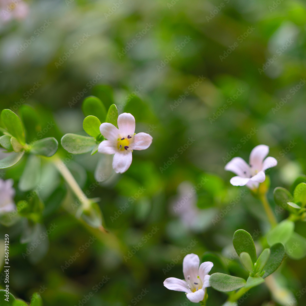 fresh bacopa herb with purple flowers in the garden fresh bacopa herb with purple flowers in the garden