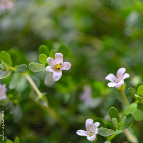 fresh bacopa herb with purple flowers in the garden