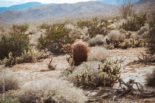 Flora and fauna in the desert