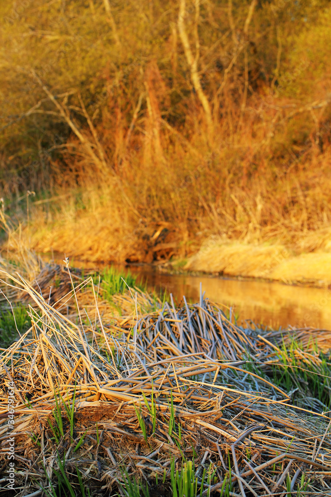 Riverside in spring with last year's dry sedge grass and young green growth. Riverside in spring with last year's dry sedge grass and young green growth.