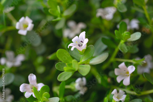 fresh bacopa herb with purple flowers in the garden photo