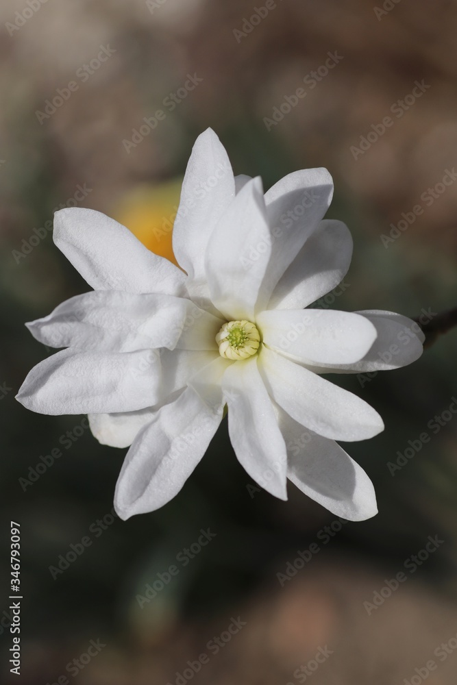 Obraz premium Kwiat magnolii.