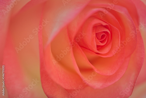 Pink rose blossom background  soft design image
