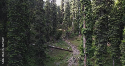 Cinematic aerial backward fly out of natural coniferous tree forest in the mountainious landscape of Kashmir, India. photo