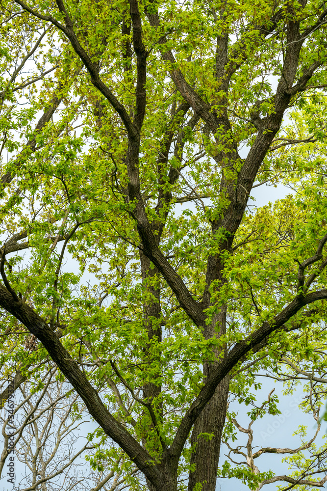 Fototapeta premium Tree branches and green leaves