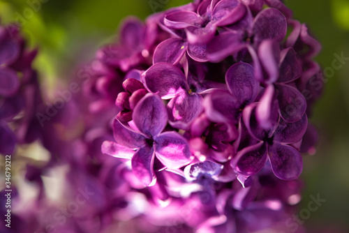 Macro lilac blossom flowers spring background. Spring lilac blossom bloom macro view. Fresh flowers of violet purple lilac. Spring lilac flowers close up. Aroma. Allergy time. Allergen. Allergic.