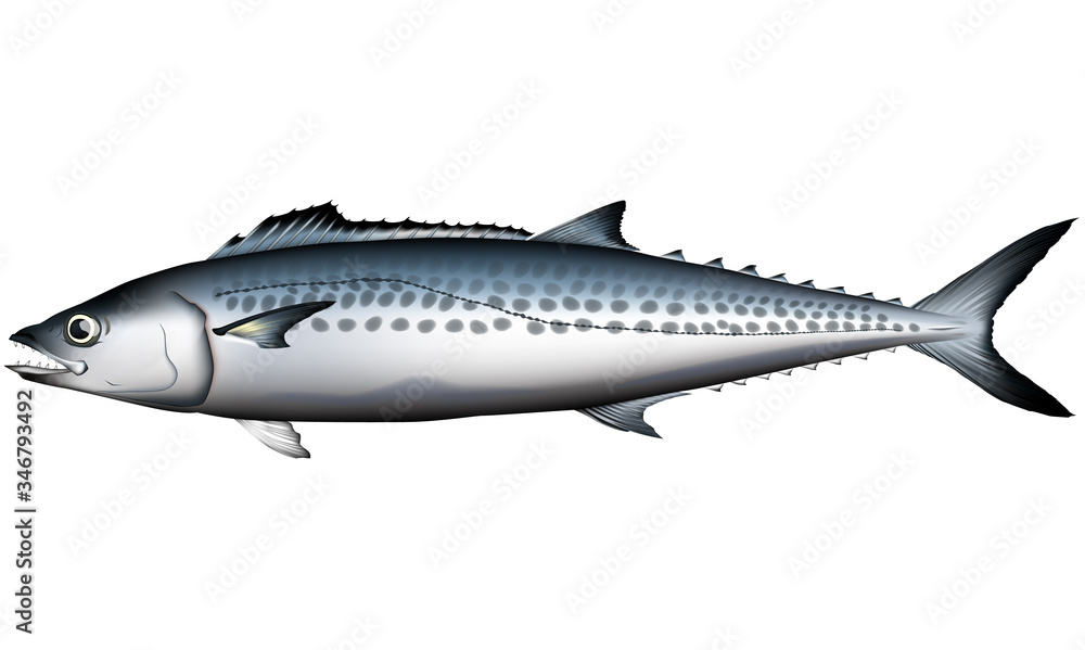 サワラ 鰆 イラスト ベクターai形式 Stock Vector Adobe Stock サワラ 鰆 イラスト ベクターai形式 Stock Vector Adobe Stock