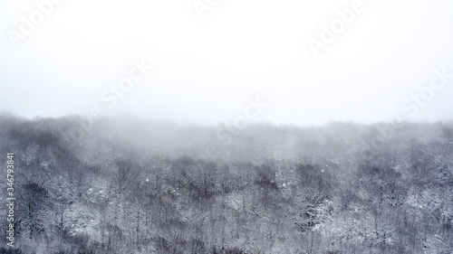 snowy morning in the forest