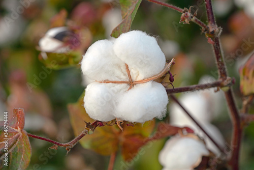 Foto close up of ripe cotton bolls in the field