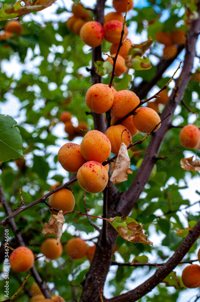 Closeup of orange color apricot fruits hanging on tree branches with green blurry foliage