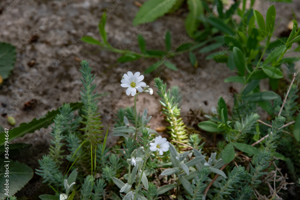 Closeup of flower with delicate white petals on blurred background of plants in garden