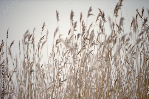 Closeup of reeds with grey background