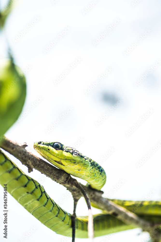 Fototapeta premium green snake on a tree