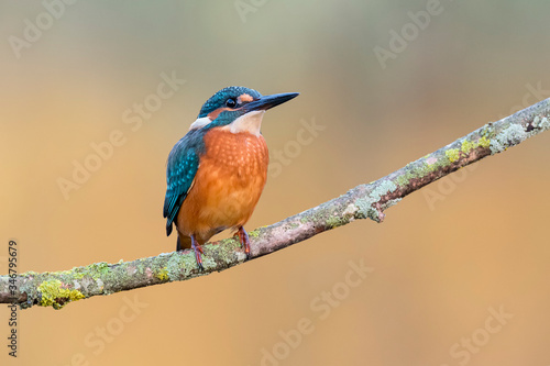 Kingfisher perched on a branch with warm background