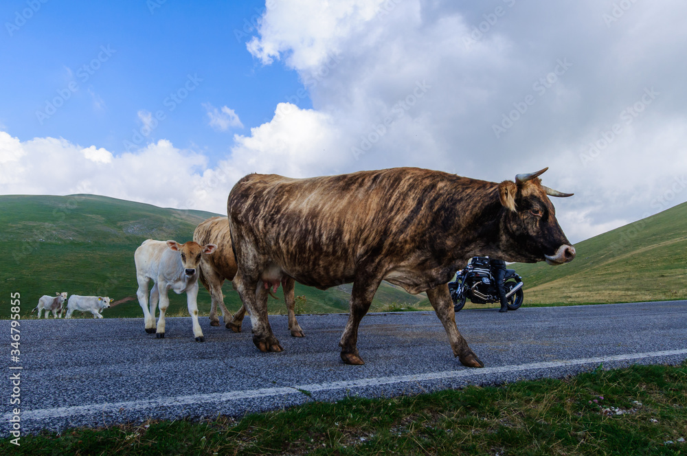 Fototapeta premium cattle in the wild