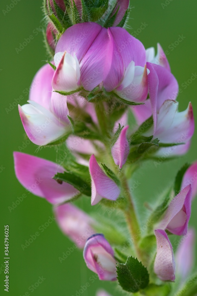 Closeup of lupine with green background Closeup of lupine with green background
