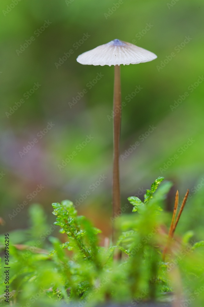 Closeup of white mushroom in moss with light green background Closeup of white mushroom in moss with light green background