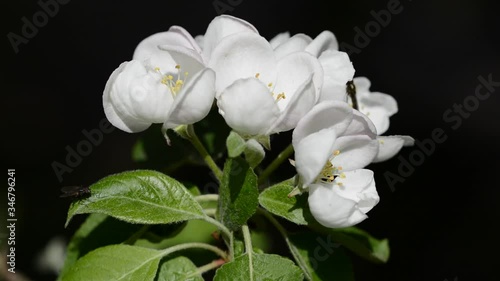 Apple tree blossom closeup with an insect walking on it