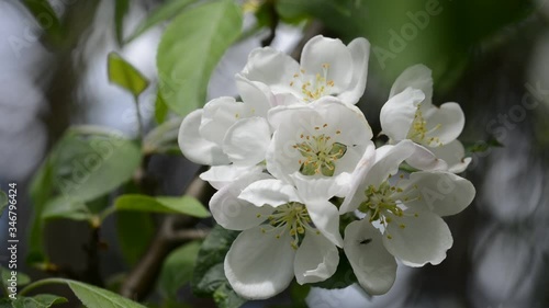 Apple tree blossom closeup with an insect walking on it
