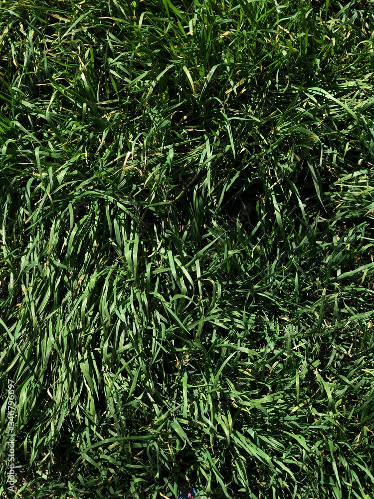 Obraz premium зеленая трава весна