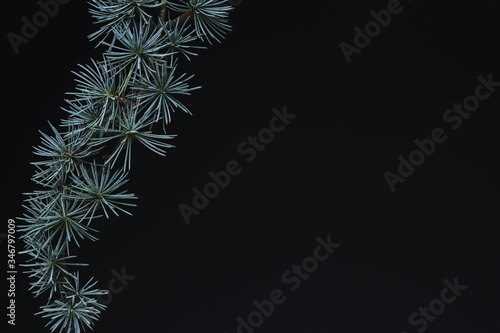 Pine leaves background.Green leaves with copy space.They are color tone dark in the morning. Green leaves from New Zealand.