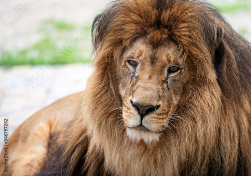 Fototapeta Naklejka Na Ścianę i Meble -  Portrait of a beautiful lion with a large mane. Calm resting lion on a blurry background. beast in the zoo.