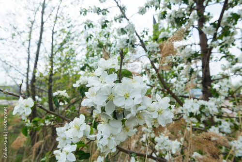 Apple tree in bloom in spring