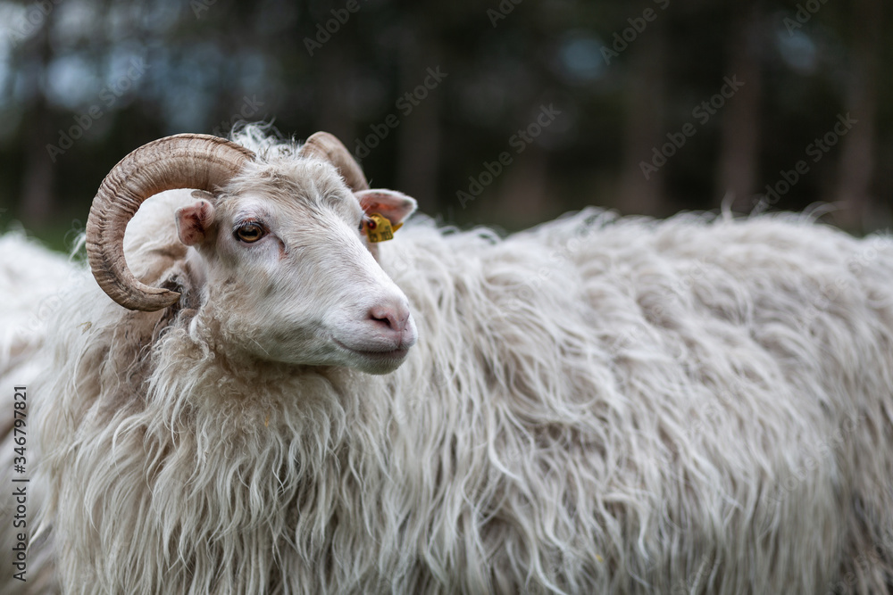 Schafsbock mit Hörnern guckt nach rechts auf einer Wiese Schafsbock mit Hörnern guckt nach rechts auf einer Wiese
