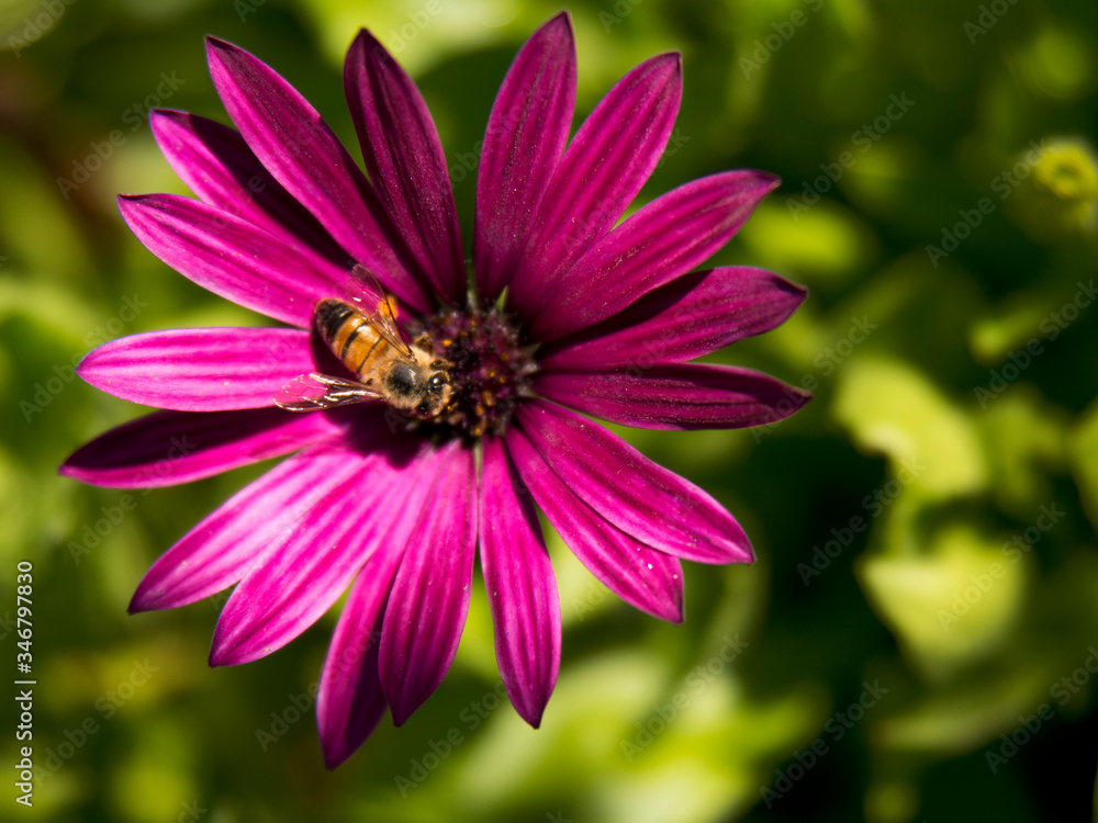 Bee gathering pollen on a purple Daisy flower Bee gathering pollen on a purple Daisy flower
