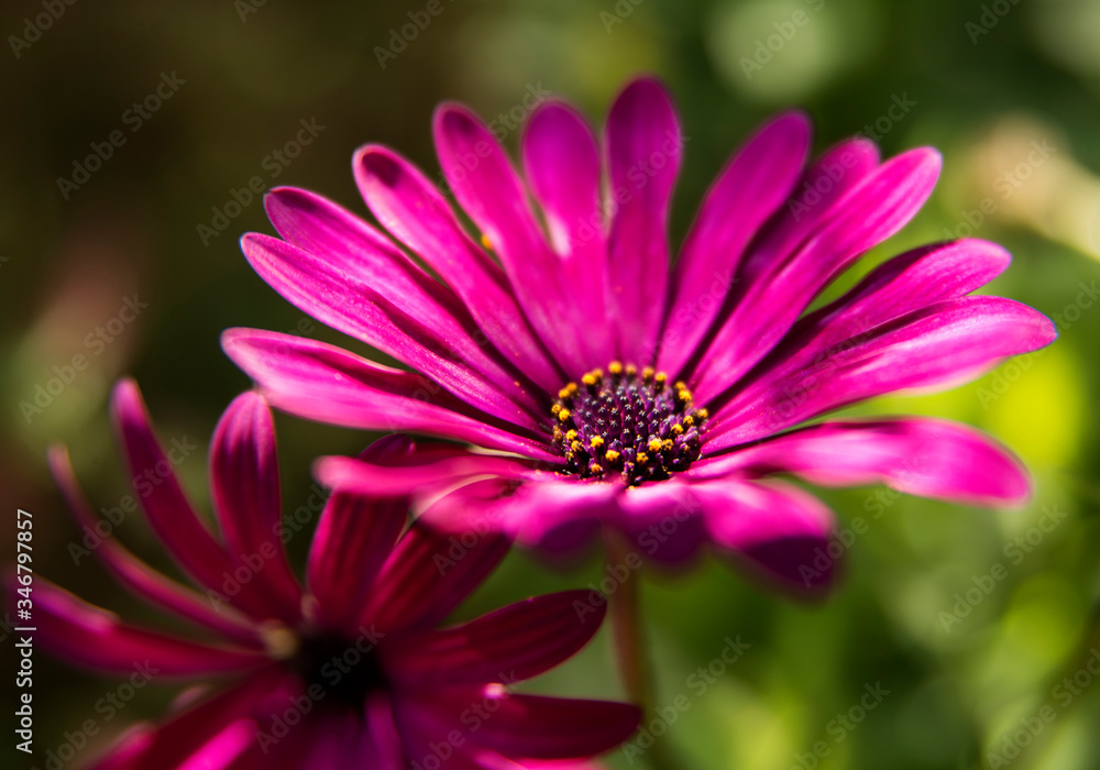 Obraz premium Bright purple Daisy flower