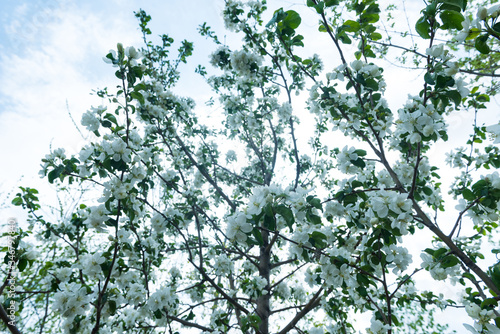 Apple tree in bloossom photo